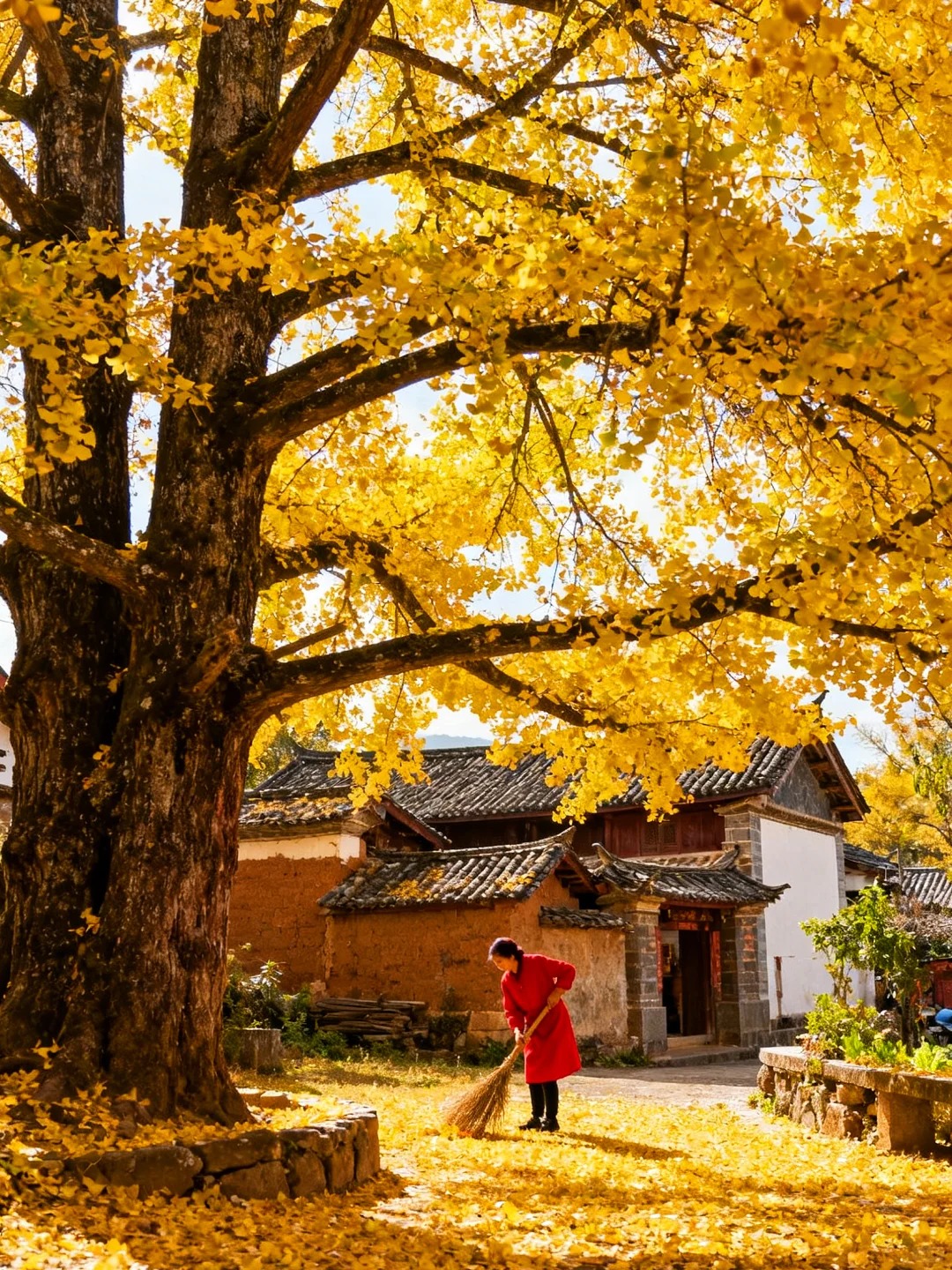 云南腾冲银杏村｜坠入金色童话世界✨_6_晚和风_云南-来自52tours 我爱旅游网